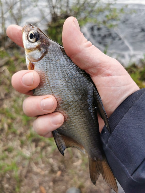 fiskeklubben-alcedo-i-nyn-shamn