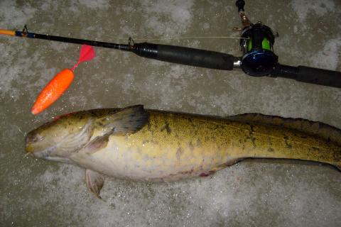 Lake, 2400g, Tommy Söderström, 2011-01-12, Nynäshamns kommun