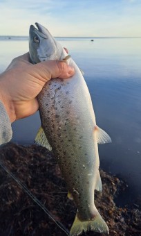 Havsöring, 760g, Thomas Lysell, 2025-10-31, Torsås, fiskemetod: Spinnfiske