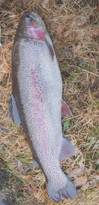 Regnbåge, 1390g, Thomas Lysell, 2025-11-02, Lyckeby, fiskemetod: Spinnfiske