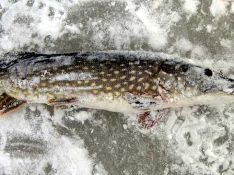 Gädda, 3250g, Stefan Gottberg, 2011-01-22, Nynäshamn