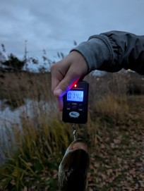 Gädda, 740g, Morris Boije Hammarsson, 2025-11-04, Nynäshamn , fiskemetod: Spinnfiske