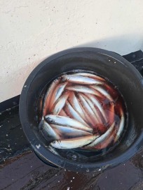 Strömming, 265g, Peter Nilsson, 2025-11-15, Landskrona , fiskemetod: Pimpel