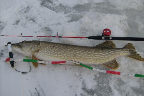 Gädda, 7500g, Tommy Söderström, 2011-01-24, Nynäshamns kommun
