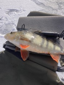 Abborre, 525g, Jan Sontag, 2026-02-12, Hemse, fiskemetod: Pimpel