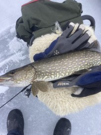 Gädda, 1175g, Jan Sontag, 2026-01-24, Hemse, fiskemetod: Pimpel