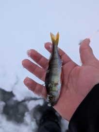 Abborre, 25g, Morris Boije Hammarsson, 2026-02-26, Sveg, fiskemetod: Pimpel