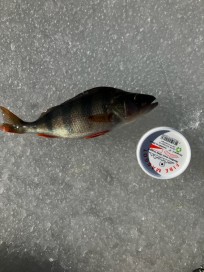 Abborre, 210g, Ray Storhed, 2026-03-06, Nynäshamn, fiskemetod: Pimpel