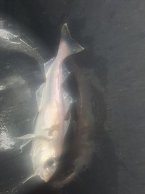 Kolja, 260g, Thomas Lysell, 2026-03-14, Landskrona, fiskemetod: Bottenmete