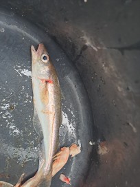 Vitling, 125g, Thomas Lysell, 2026-03-14, Landskrona, fiskemetod: Bottenmete