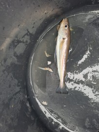 Vitling, 110g, Peter Nilsson, 2026-03-14, Landskrona , fiskemetod: Bottenmete