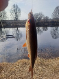 Mört, 100g, Thomas Lysell, 2026-03-24, Högsby, fiskemetod: Bottenmete