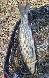 Färna, 1010g, Thomas Lysell, 2026-03-24, Högsby, fiskemetod: Bottenmete