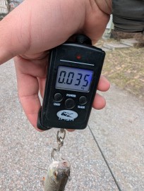 Mört, 35g, Morris Boije Hammarsson, 2026-03-28, Trosa, fiskemetod: Spinnfiske