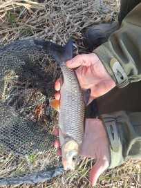 Färna, 480g, Peter Nilsson, 2026-04-04, Emån, fiskemetod: Bottenmete