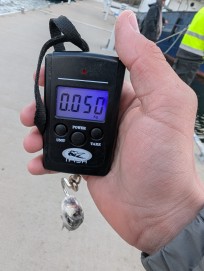 Strömming, 50g, Morris Boije Hammarsson, 2026-04-06, Nynäshamn , fiskemetod: Spinnfiske