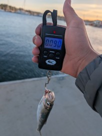 Strömming, 90g, Morris Boije Hammarsson, 2026-04-09, Nynäshamn , fiskemetod: Spinnfiske