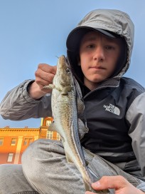 Torsk, 480g, Morris Boije Hammarsson, 2026-04-22, Malmö , fiskemetod: Spinnfiske