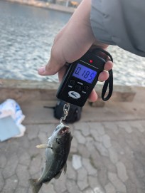 Gråsej, 185g, Morris Boije Hammarsson, 2026-04-22, Malmö, fiskemetod: Spinnfiske