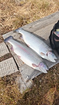 Regnbåge, 2900g, Theodore Hedberg, 2026-04-26, Södertälje, fiskemetod: Fluga