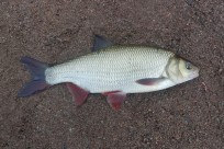 Id, 1460g, Tommy Söderström, 2026-05-14, Älvkarleby , fiskemetod: Bottenmete