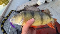 Abborre, 500g, Thomas  Clerwall, 2026-05-18, Nynäshamn , fiskemetod: Spinnfiske