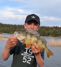 Abborre, 865g, Morris Boije Hammarsson, 2026-05-23, Nynäshamn, fiskemetod: Spinnfiske