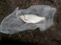 Björkna, 180g, Tommy Söderström, 2026-05-25, Nynäshamn , fiskemetod: Bottenmete