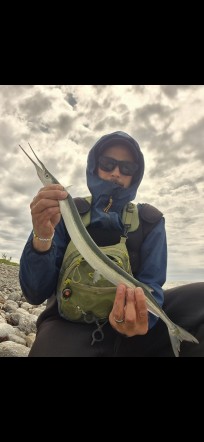 Näbbgädda, 440g, Hans Sandberg, 2026-05-30, Nynäshamn , fiskemetod: Spinnfiske