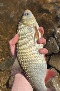 Id, 570g, Arwidh Nyberg, 2026-06-07, Älvkalerby , fiskemetod: Bottenmete