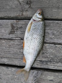 Björkna, 130g, Morris Boije Hammarsson, 2026-06-08, Nynäshamn, fiskemetod: Flötmete