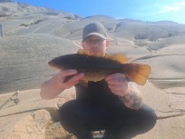 Berggylta, 1050g, Peter Nilsson, 2026-06-19, Sotenäs , fiskemetod: Bottenmete