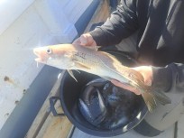 Torsk, 1110g, Peter Nilsson, 2026-06-21, Varberg, fiskemetod: Bottenmete