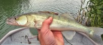 Gös, 450g, Thomas  Clerwall, 2026-07-07, Nynäshamn , fiskemetod: Spinnfiske