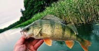 Abborre, 550g, Thomas  Clerwall, 2026-07-07, Nynäshamn , fiskemetod: Spinnfiske