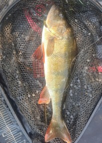 Abborre, 775g, Thomas Lysell, 2026-07-17, Kalmar, fiskemetod: Bottenmete