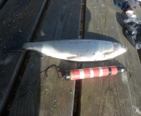 Sik, 700g, Tommy Söderström, 2026-07-17, Nynäshamn , fiskemetod: Bottenmete