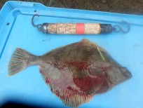Skrubbskädda, 310g, Tommy Söderström, 2026-07-17, Nynäshamn , fiskemetod: Bottenmete