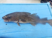 Torsk, 480g, Tommy Söderström, 2026-07-17, Nynäshamn , fiskemetod: Bottenmete
