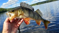Abborre, 550g, Thomas  Clerwall, 2026-07-23, Härnösand , fiskemetod: Spinnfiske