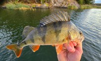 Abborre, 450g, Thomas  Clerwall, 2026-08-12, Nynäshamn , fiskemetod: Spinnfiske