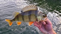 Abborre, 400g, Thomas  Clerwall, 2026-08-12, Nynäshamn , fiskemetod: Spinnfiske