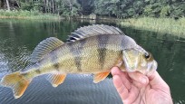 Abborre, 550g, Thomas  Clerwall, 2026-09-02, Nynäshamn , fiskemetod: Spinnfiske