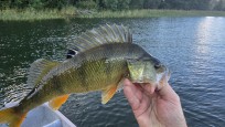 Abborre, 500g, Thomas  Clerwall, 2026-09-02, Nynäshamn , fiskemetod: Spinnfiske