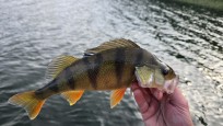 Abborre, 450g, Thomas  Clerwall, 2026-09-14, Nynäshamn , fiskemetod: Spinnfiske