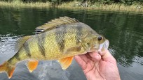 Abborre, 610g, Thomas  Clerwall, 2026-09-16, Nynäshamn , fiskemetod: Spinnfiske