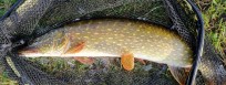 Gädda, 2300g, Peter Nilsson, 2026-09-23, BERGKVARA, fiskemetod: Spinnfiske