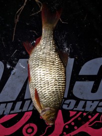Sarv, 325g, Peter Nilsson, 2026-10-02, Älvkarleby , fiskemetod: Bottenmete