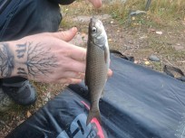 Stäm, 110g, Peter Nilsson, 2026-10-03, Älvkarleby , fiskemetod: Bottenmete