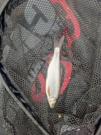 Stäm, 125g, Thomas Lysell, 2026-10-03, Älvkarleby , fiskemetod: Bottenmete